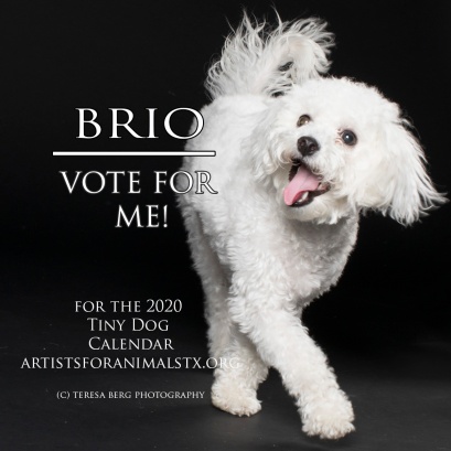 brio vote